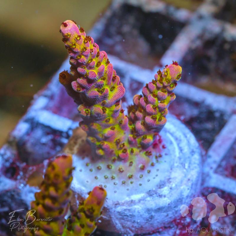 Acropora Millepora Pinkys Blue Lolly
